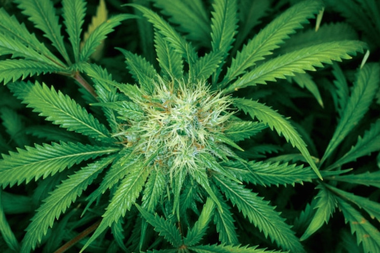 Green cannabis flower