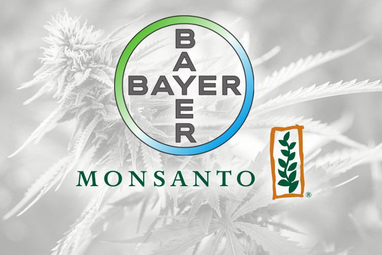 Bayer and Monsanto logos in front of cannabis