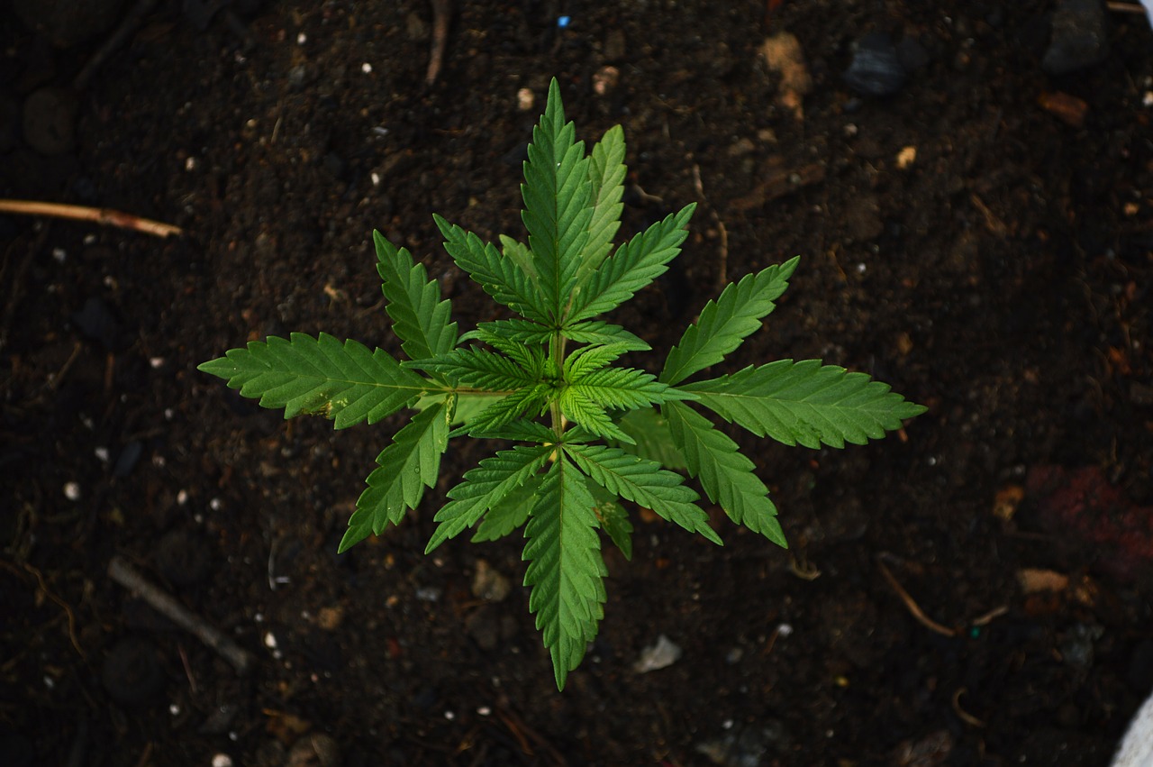 Cannabis plant growing in soil