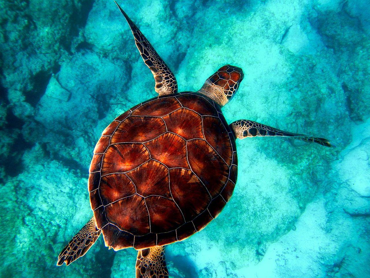 Scientists Find Harmful Microplastics in 100% of Wild Sea Turtles
