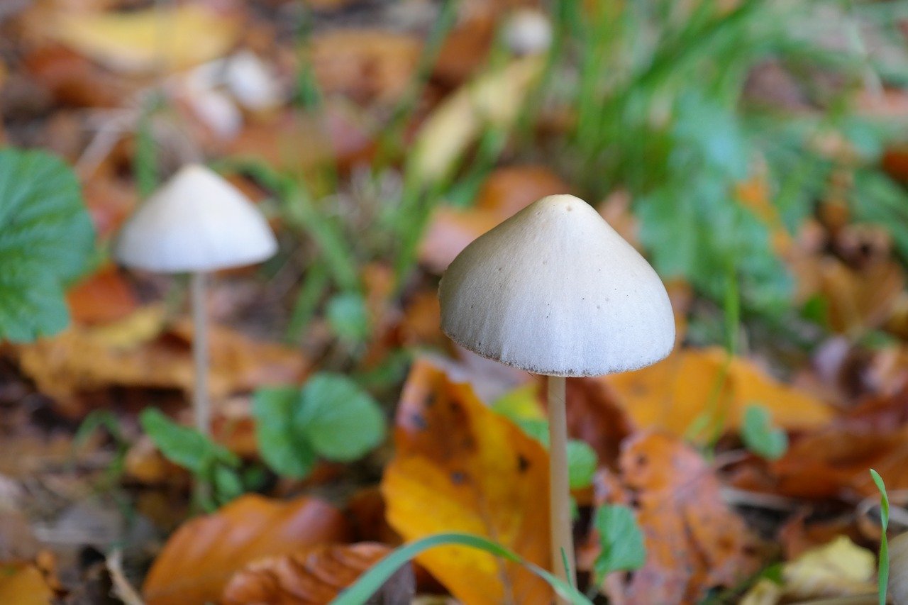 Largest Study Ever Conducted Using Magic Mushrooms Finds Psilocybin Completely Safe and “Breakthrough Therapy” for Depression