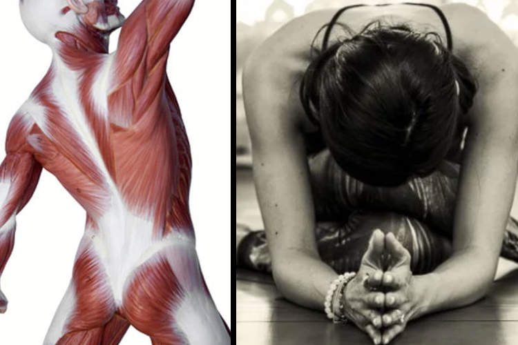 Fascial tissue and woman doing yoga