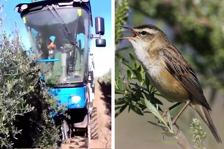 Mechanized Olive Farming Killing Millions of Songbirds Every Year