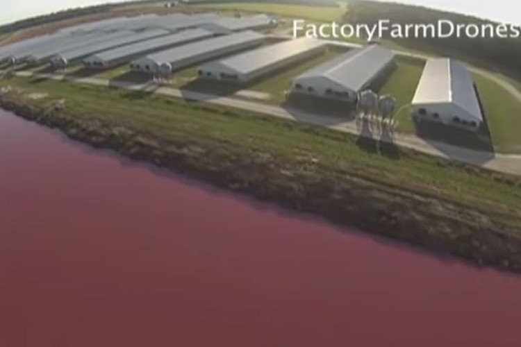 Drone Activist Captures the Truth About Factory Farming