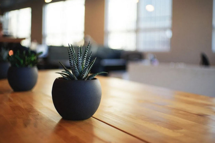 Feeling Stressed? Study Finds an Office Desk Houseplant Will Help Calm You Down