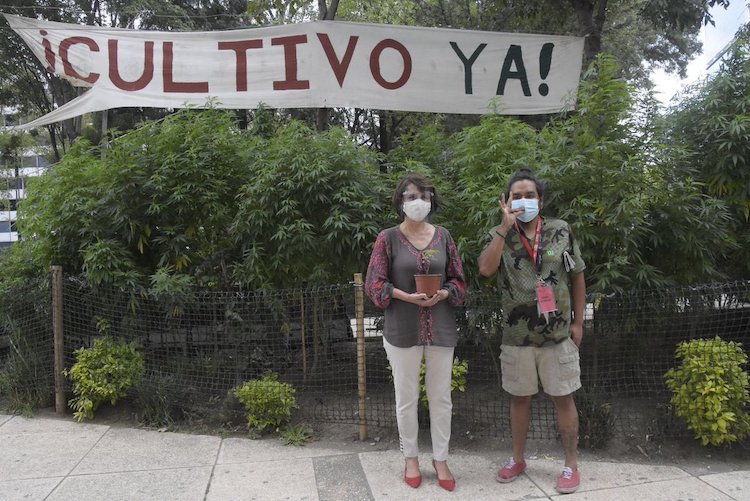 Cannabis Activists Cultivate 700 Marijuana Plants Outside Mexican Senate Building